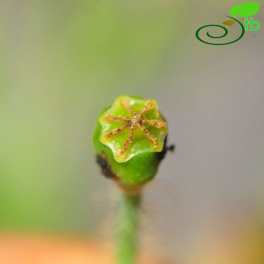 Papaver persicum