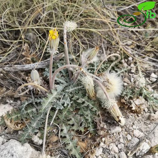 Taraxacum montanum