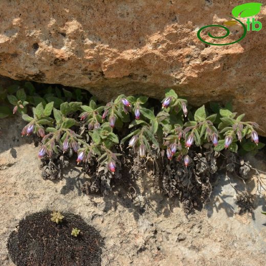 Onosma-Emzikotu