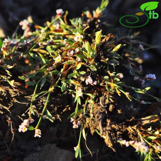 Polygonum karacae