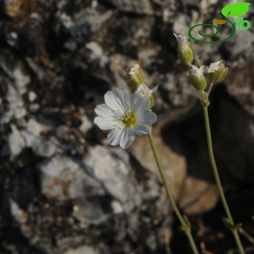 Cerastium banaticum