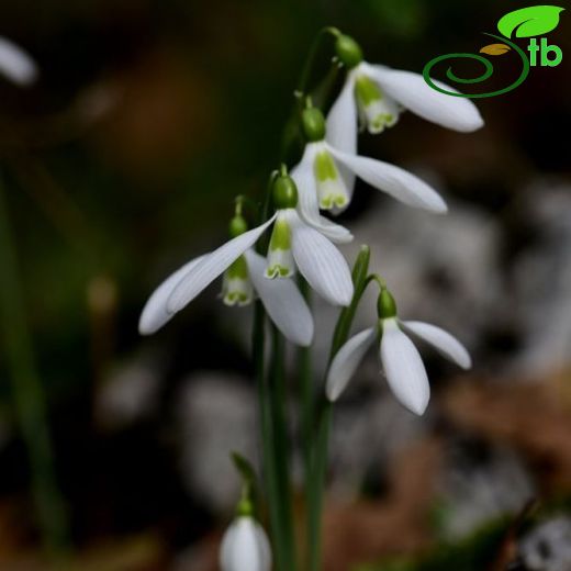 Galanthus bursanus