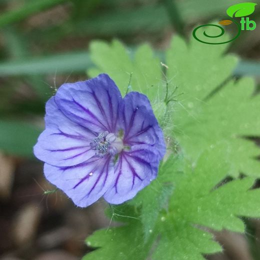 Geraniaceae-Turnagagasıgiller