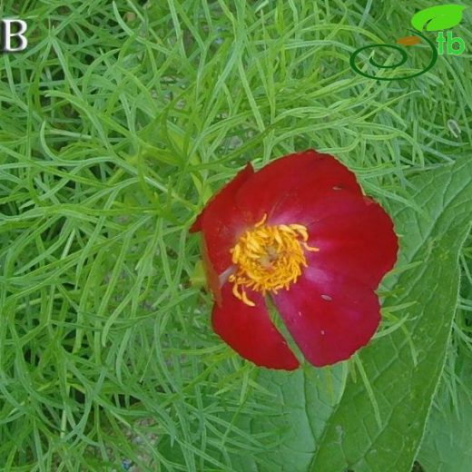 Paeonia tenuifolia