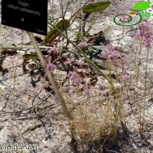 Allium sieheanum