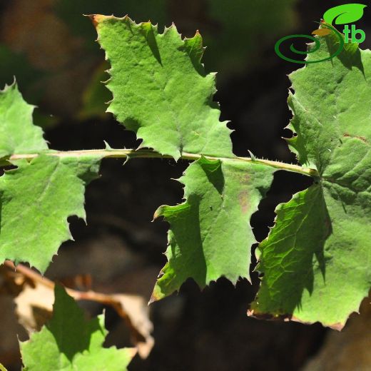 Lactuca fenzlii