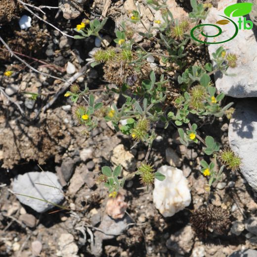 Medicago disciformis