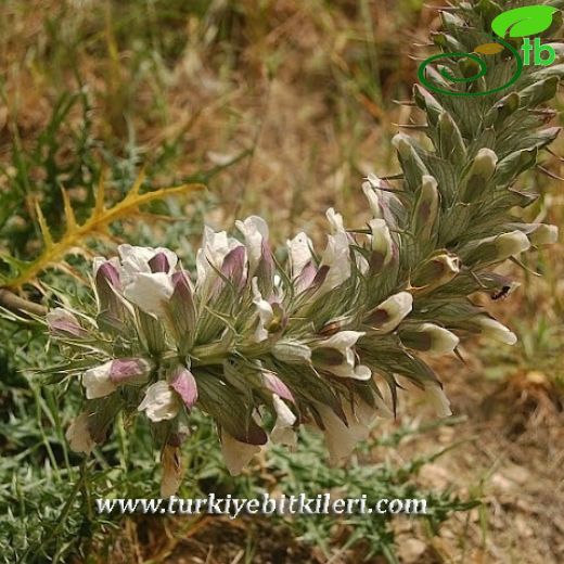 Acanthaceae-Ayıpençesigiller