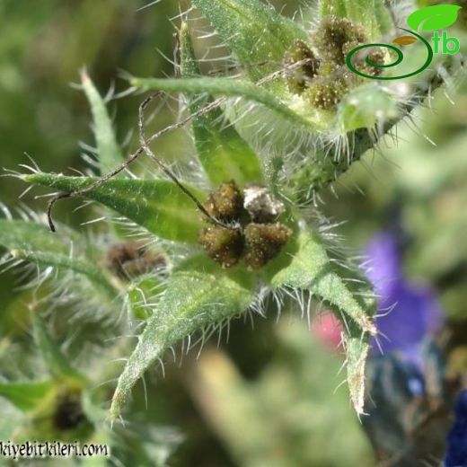 Echium plantagineum