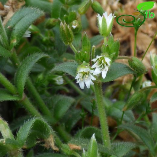 Cerastium fontanum