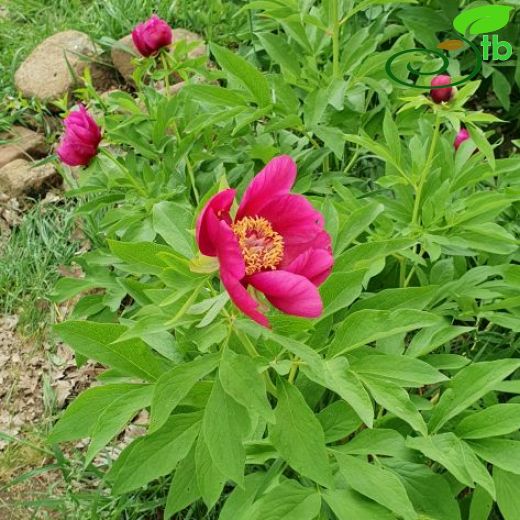 Paeonia-Ayıgülü