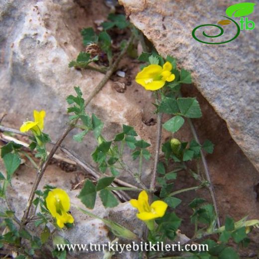 Medicago carica