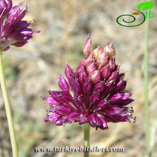 Allium cappadocicum