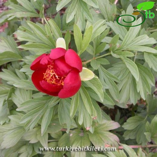 Paeonia peregrina