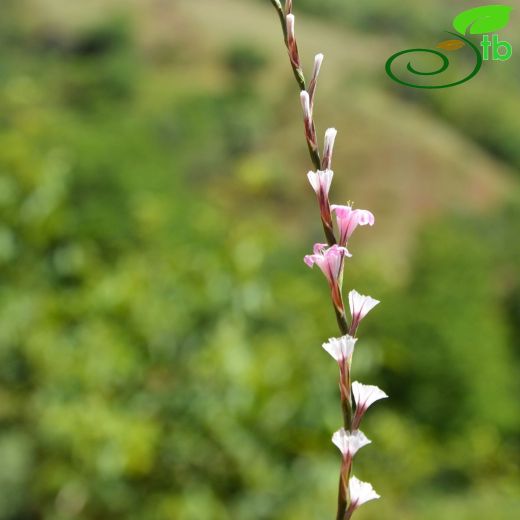 Acantholimon armenum