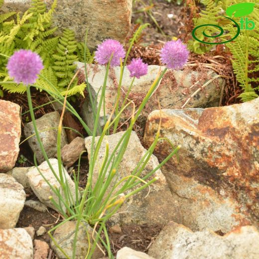 Allium rubellum