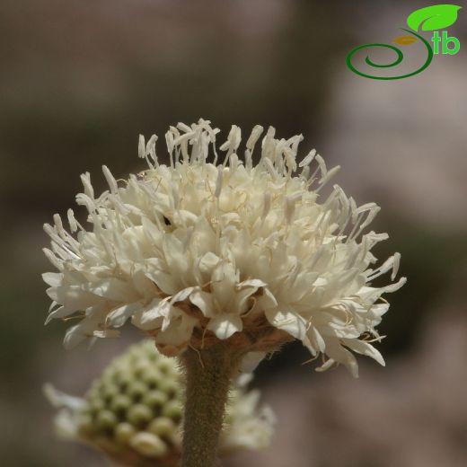 Caprifoliaceae-Hanımeligiller