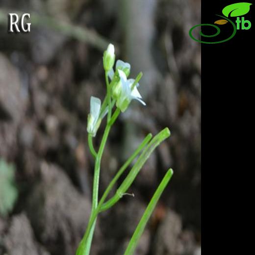 Cardamine graeca