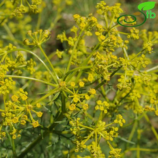 Apiaceae-Maydanozgiller