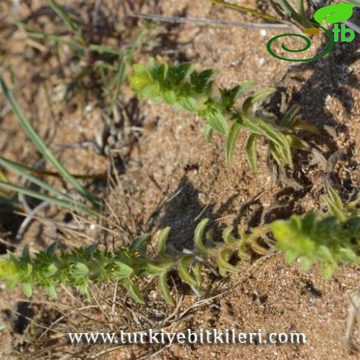 Sideritis montana