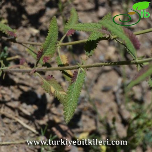 subsp. santolinoides