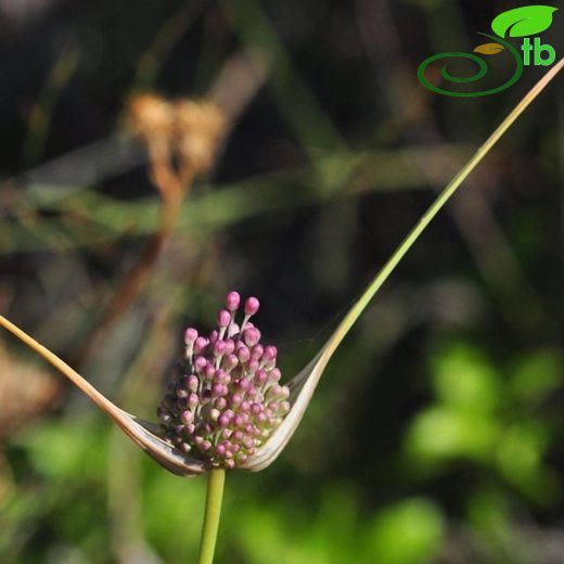 Allium rupicola