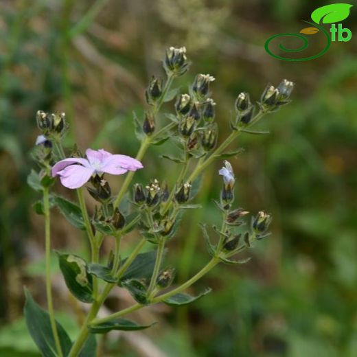 Linum hypericifolium