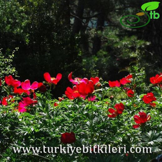 Paeonia peregrina