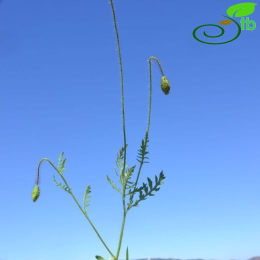 Papaver rhoeas