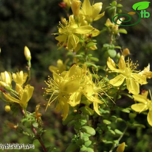 Hypericum thymifolium