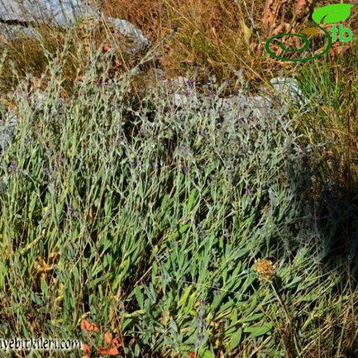 Sideritis libanotica ssp violascens