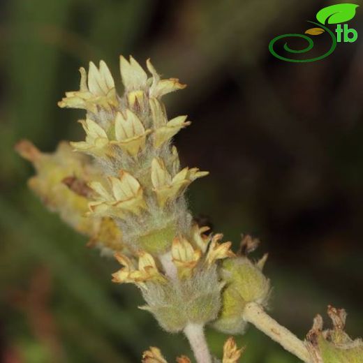 Sideritis libanotica