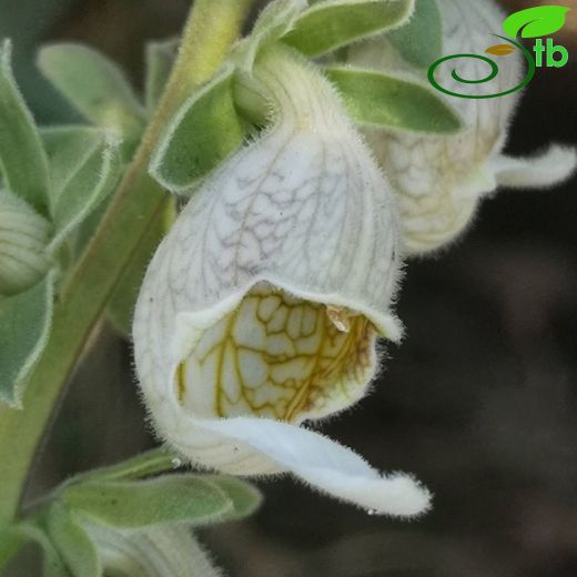 Digitalis-Yüksükotu