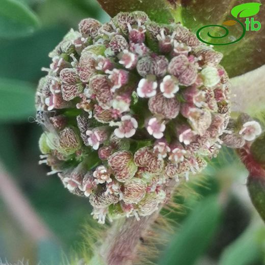 Euphorbia-Sütleğen