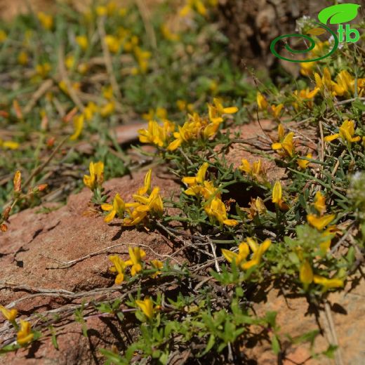 Genista sandrasica