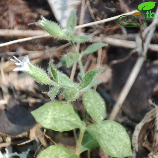 Saponaria pinetorum