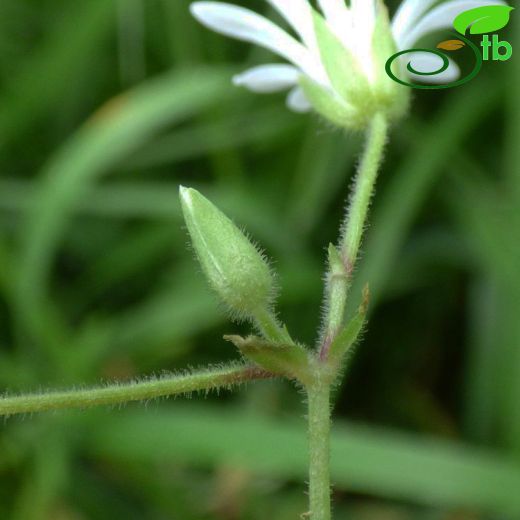 Stellaria nemorum