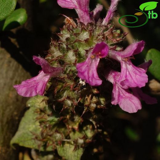 Stachys thirkei