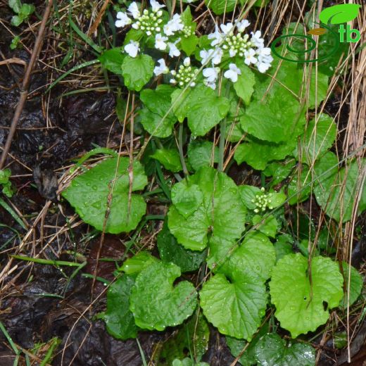 Pachyphragma- Kocatere