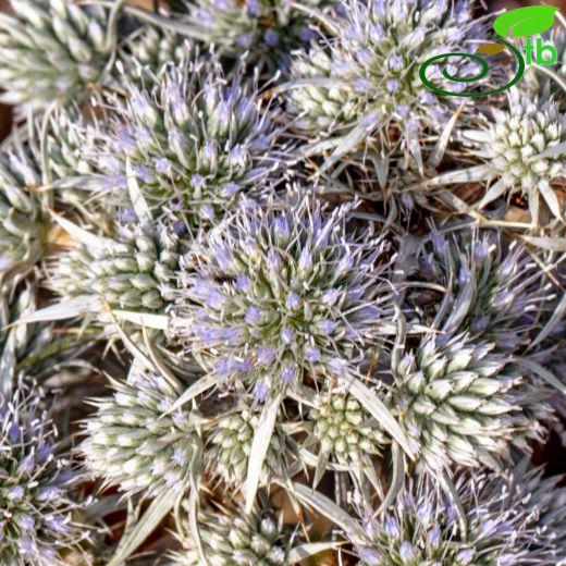 Apiaceae-Maydanozgiller