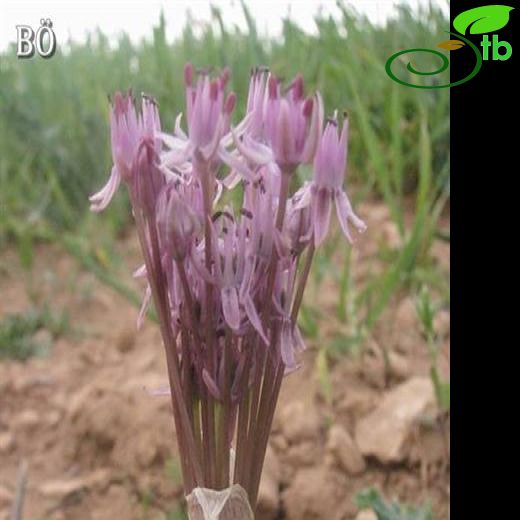 Allium olivieri