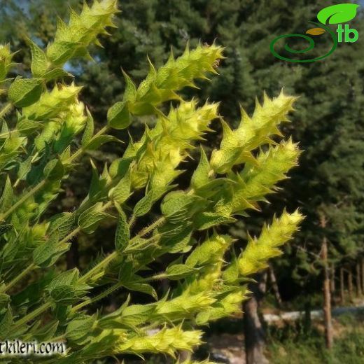 Sideritis perfoliata