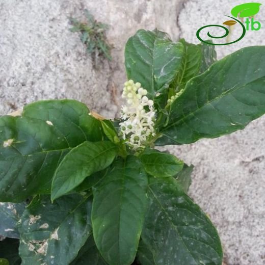 Phytolacca-Şekerciboyası