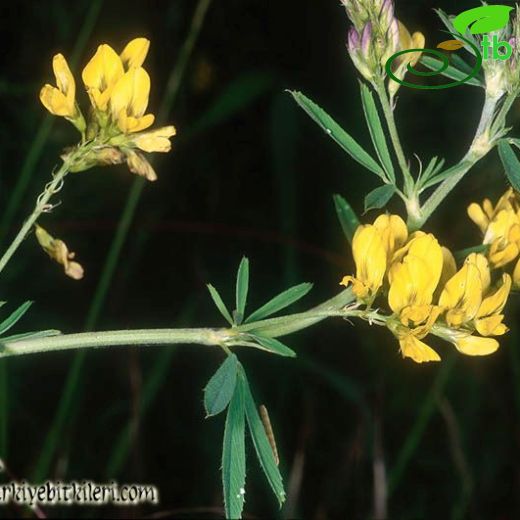 Medicago falcata