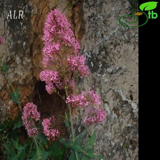 Centranthus ruber