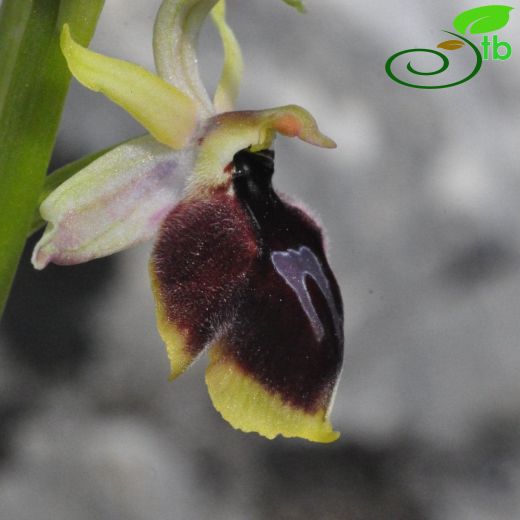 Ophrys climacis