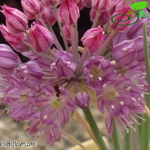 Allium czelghauricum