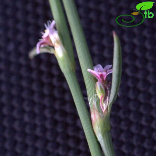 Polygonum equisetiforme