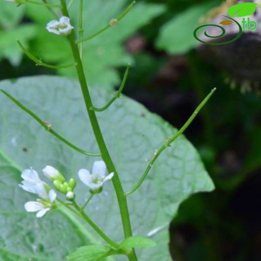 Cardamine lazica