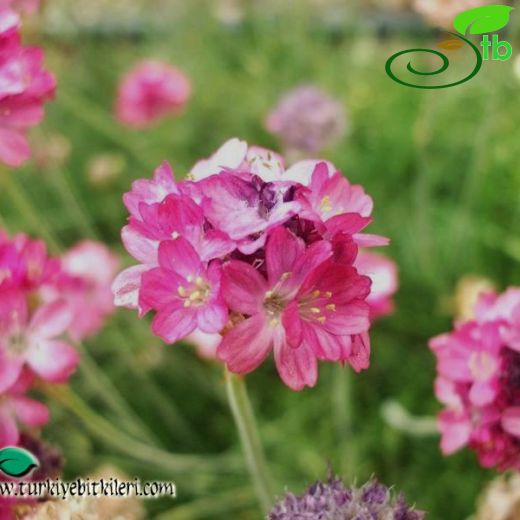 Armeria maritima